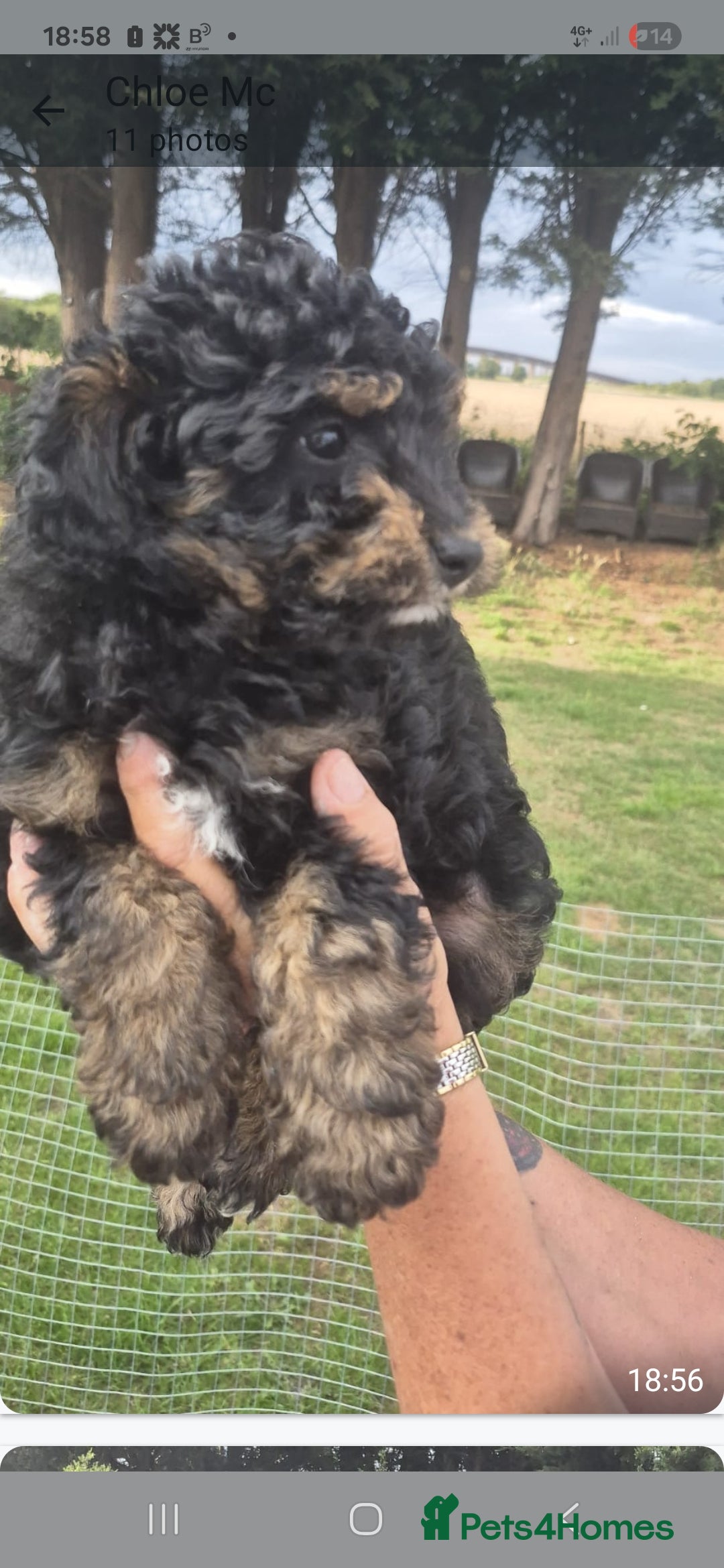 Cockapoo dogs for sale: Cockapoo  LAST GIRL AVAILABLE NOW - Image 11