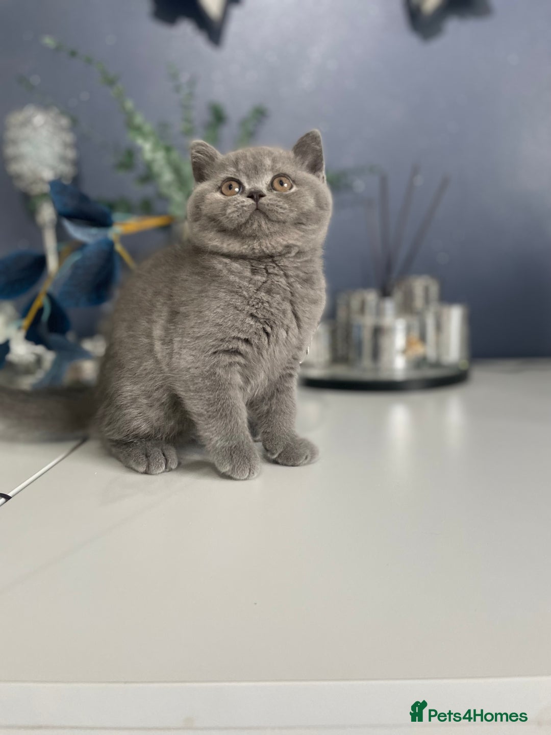 British Shorthair cats for sale: 🔥 BRITISH SHORTHAIR KITTENS BLUE BLACK LILAC CHOC - Image 4