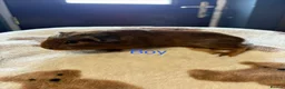 Guinea Pig rodents for sale: Baby Guinea Pigs looking for amazing forever homes - Advert 8