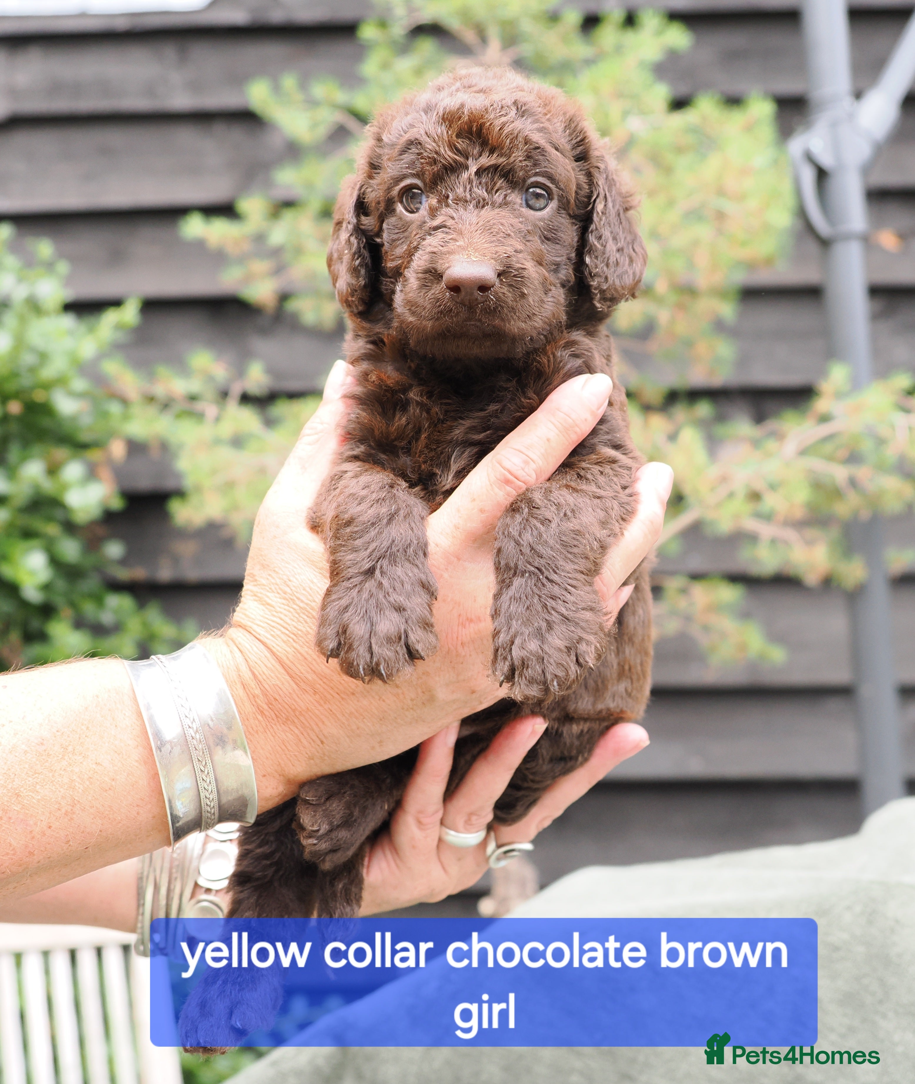 Labradoodle dogs Labradoodles Miniature/Midi Puppies Muliti Gen  - Advert 2