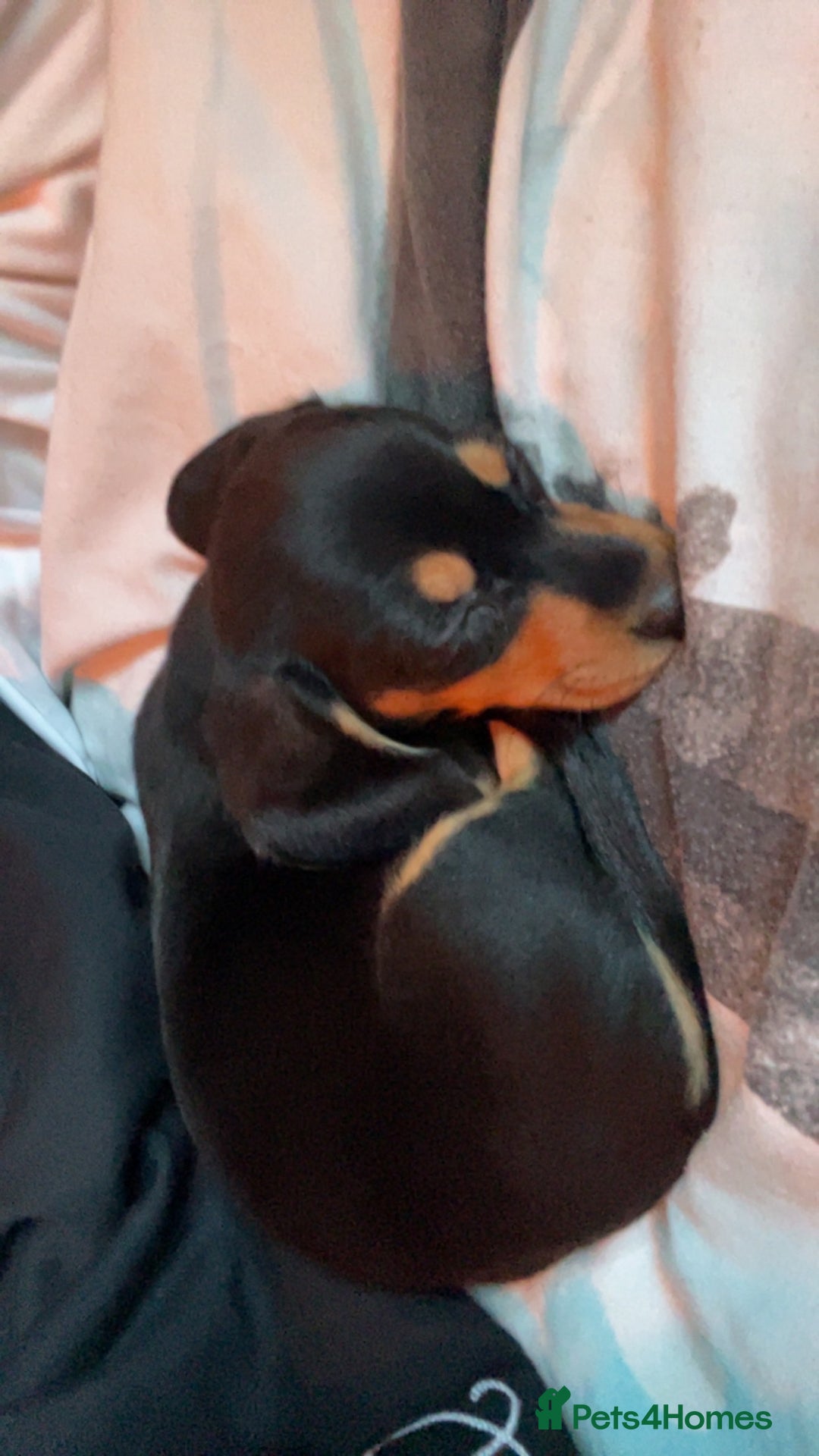 Miniature Dachshund dogs for sale: Mini Dachshund puppy - Advert 1