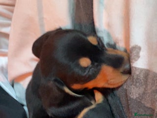 Miniature Dachshund dogs Mini Dachshund puppy - Advert 7