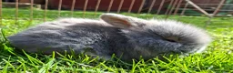 Mixed Breed rabbits for sale: 2 baby girls  Minilop/ lionhead cross - Advert 2