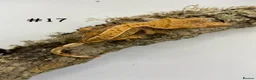 Gecko reptiles for sale: Adult, Juvenile and Lilly White Crested Geckos - Advert 35