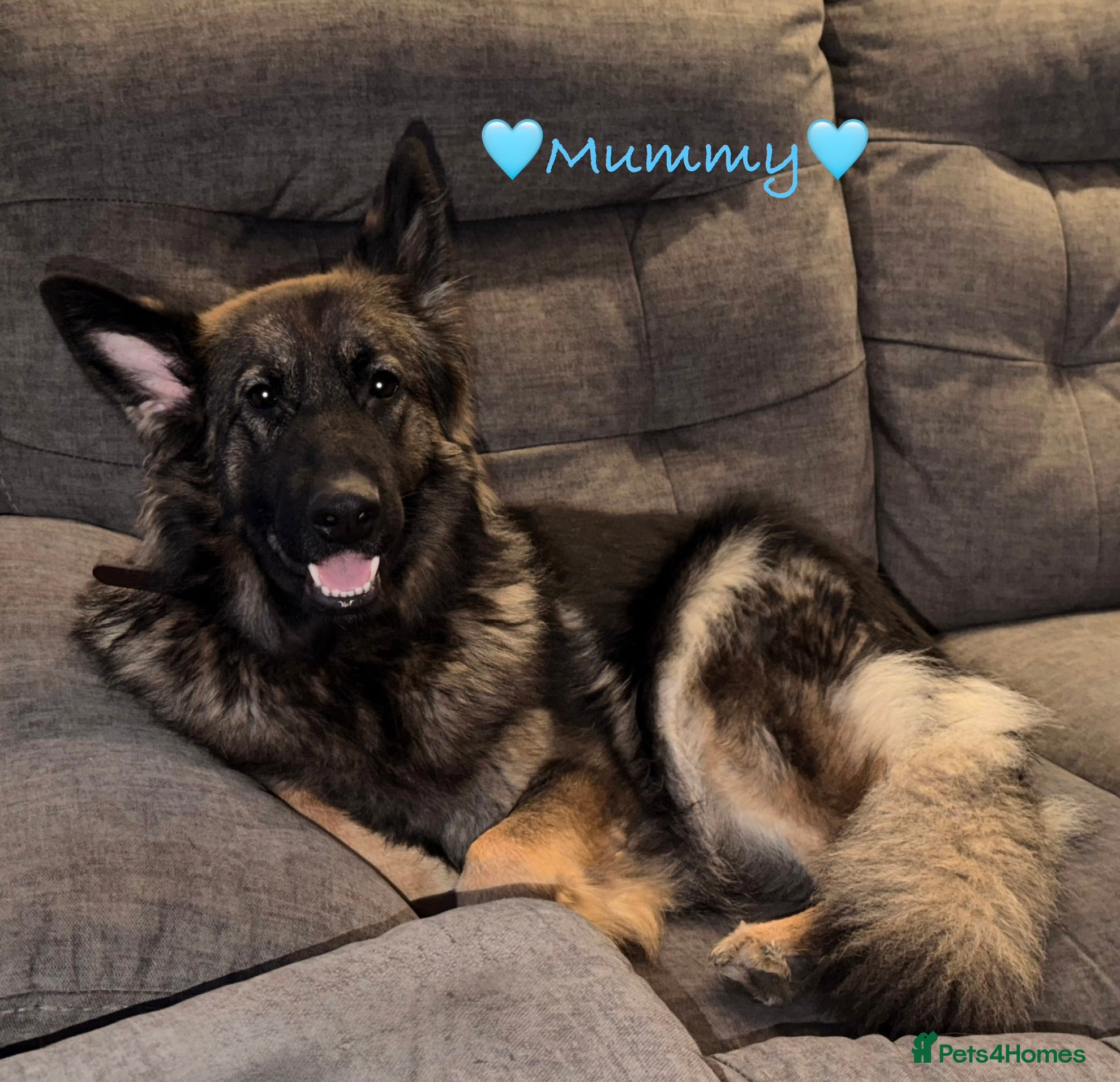 German Shepherd dogs 🐶🐶German Shepherd Puppies🐶🐶 in Dalry - Advert 3