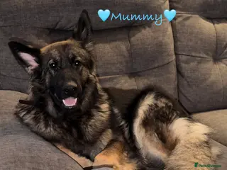 German Shepherd dogs 🐶🐶German Shepherd Puppies🐶🐶 in Dalry - Advert 3