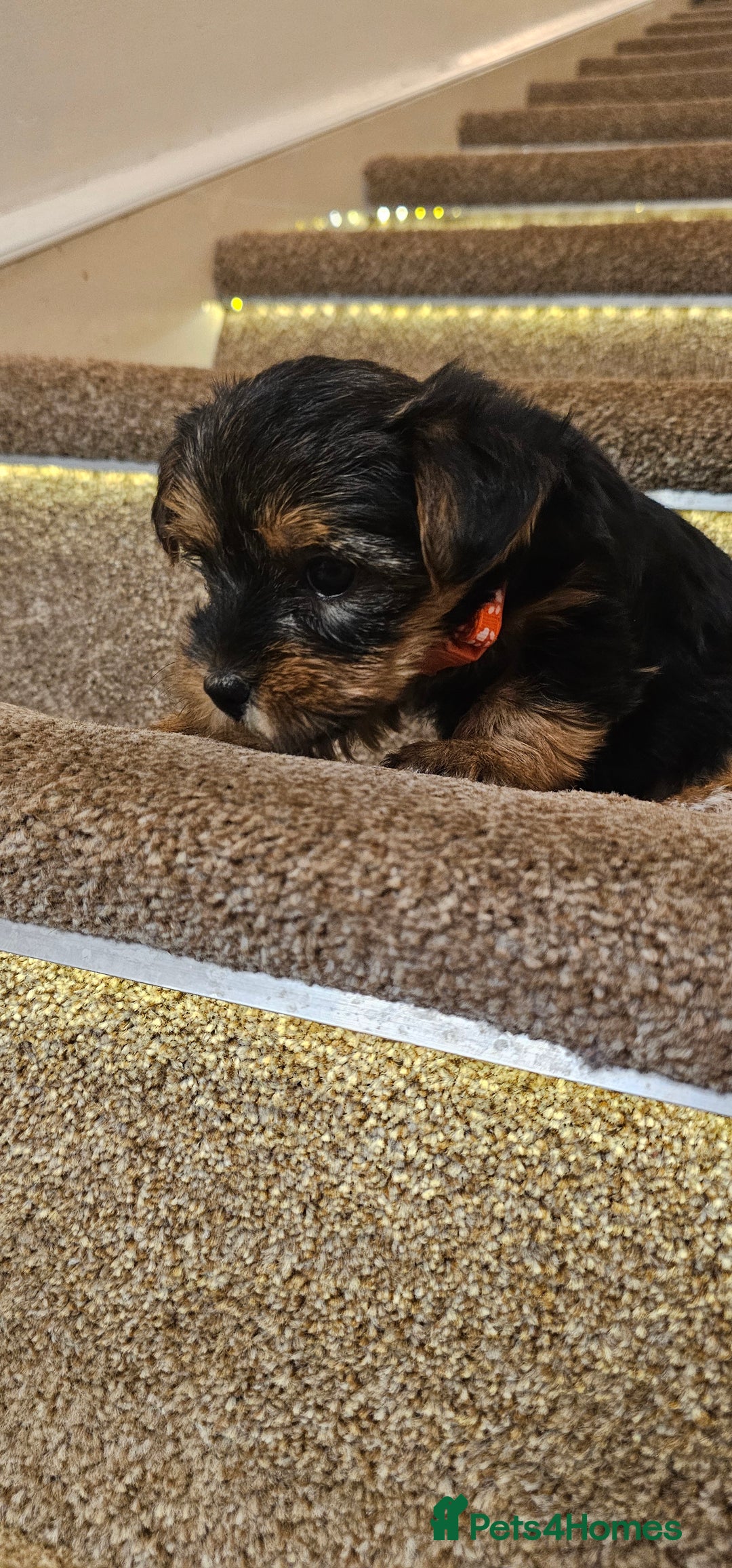 Yorkshire Terrier dogs for sale: Yorkshire Terrier puppies - Advert 29