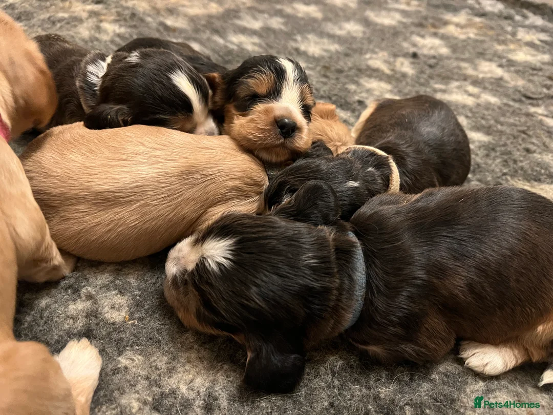 Cocker Spaniel dogs for sale: Exceptional Health Tested Show Cocker Spaniel - Advert 11