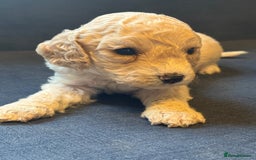 Cockapoo dogs for sale: Cockapoo F2 beautiful puppies  - Image 3