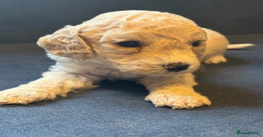 Cockapoo dogs - Advert 4