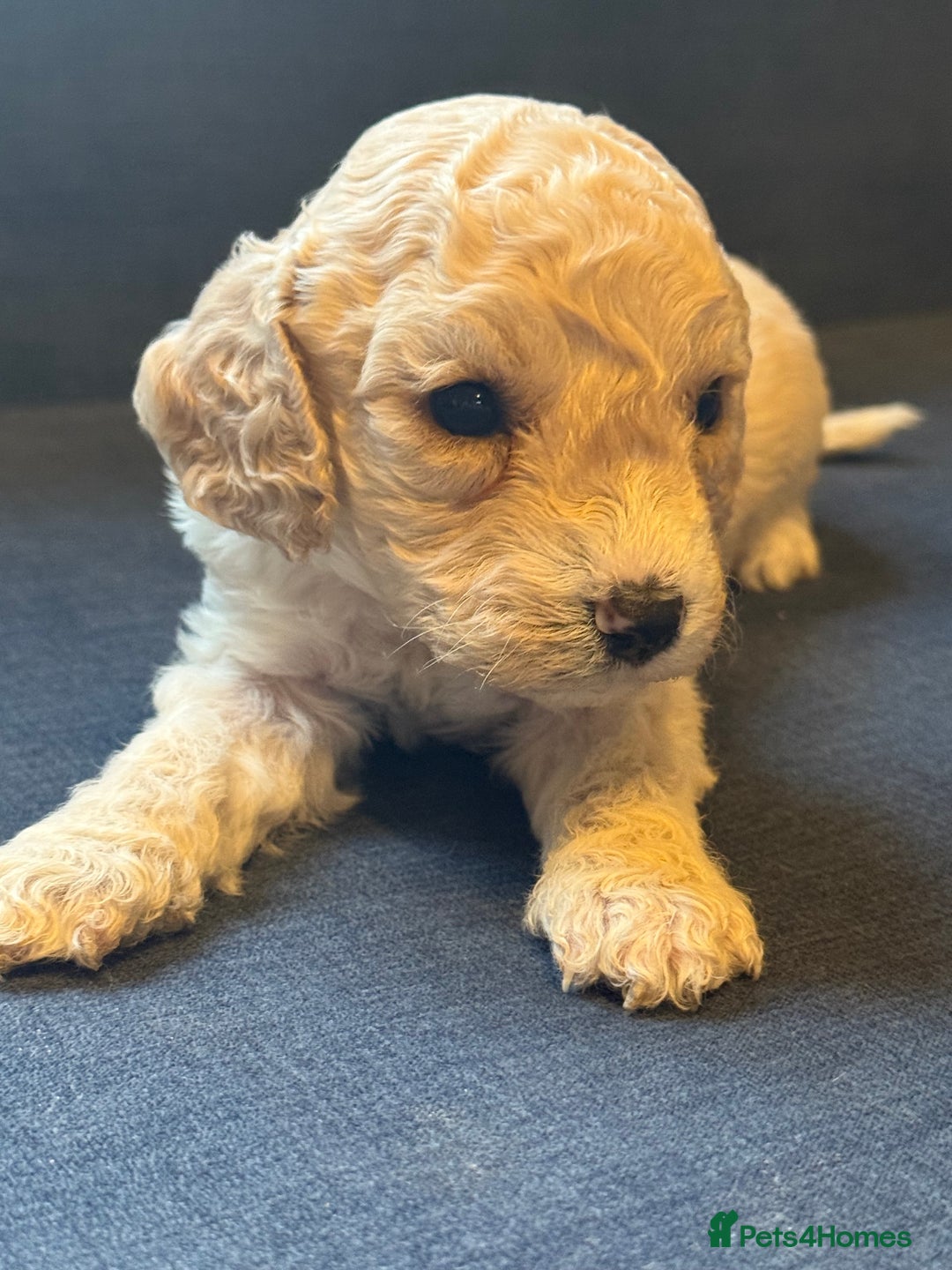 Cockapoo dogs for sale: Cockapoo F2 beautiful puppies  - Image 3