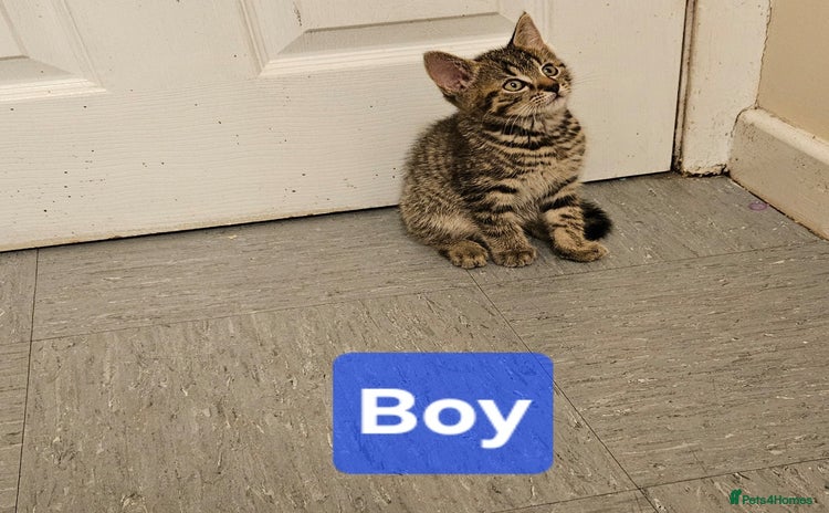 Mixed Breed cats - Advert 10