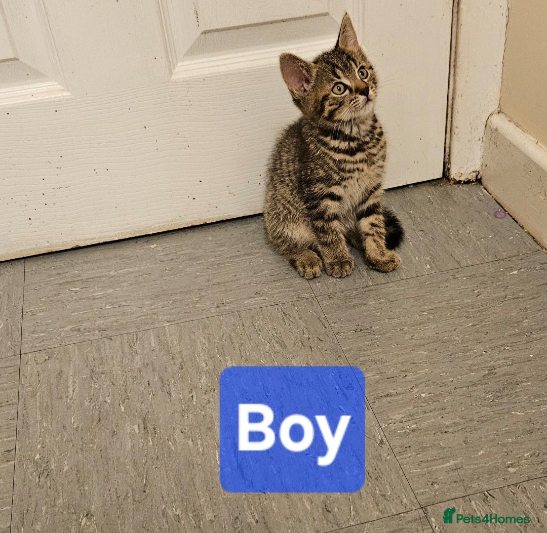 Mixed Breed cats for sale: Male Tabby kittens  - Image 1