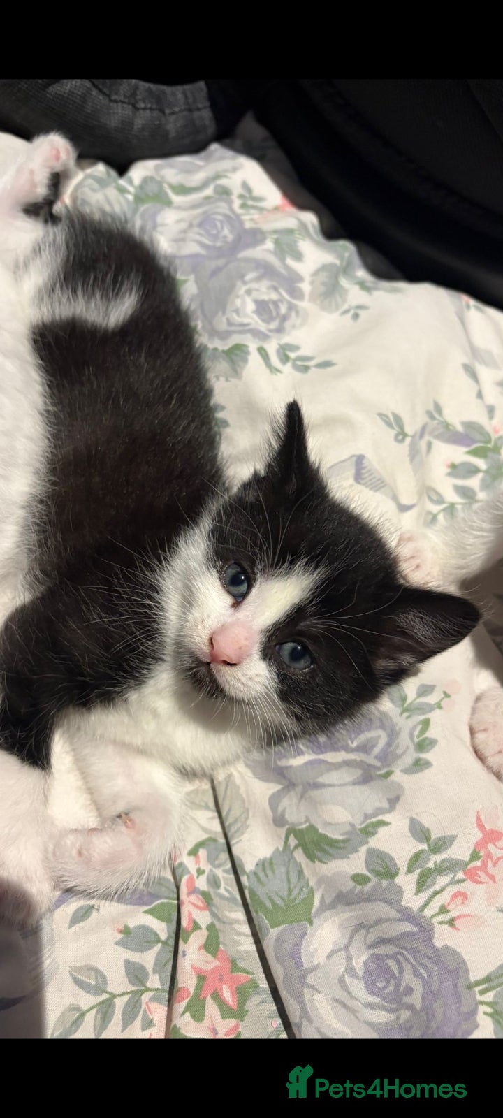 Mixed Breed cats for sale: 4 beautiful kittens.  - Advert 2