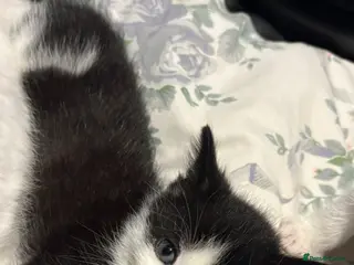 Mixed Breed cats 4 beautiful kittens. - Advert 4