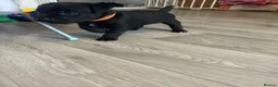 Patterdale Terrier dogs for sale: Patterdale pups in Barry - Advert 3