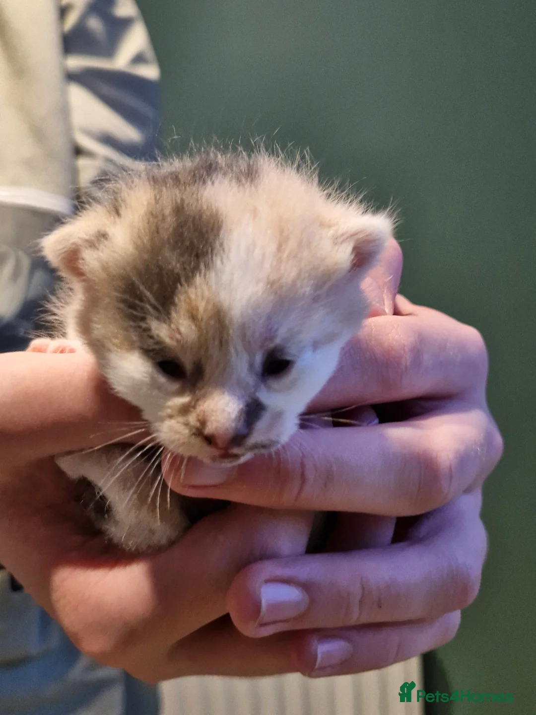 British Shorthair cats for sale: BSH CROSS BENGAL KITTENS - Advert 2