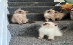 Ragdoll cats for sale: Beautiful Tica registered Ragdoll’s  - Image 9