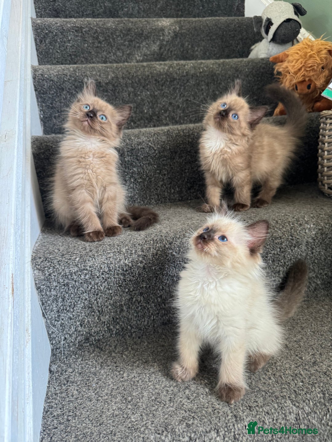 Ragdoll cats for sale: Beautiful Tica registered Ragdoll’s  - Image 9
