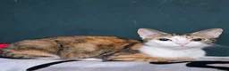 Mixed Breed cats for sale: 4 adorable female kittens for sale  - Advert 2