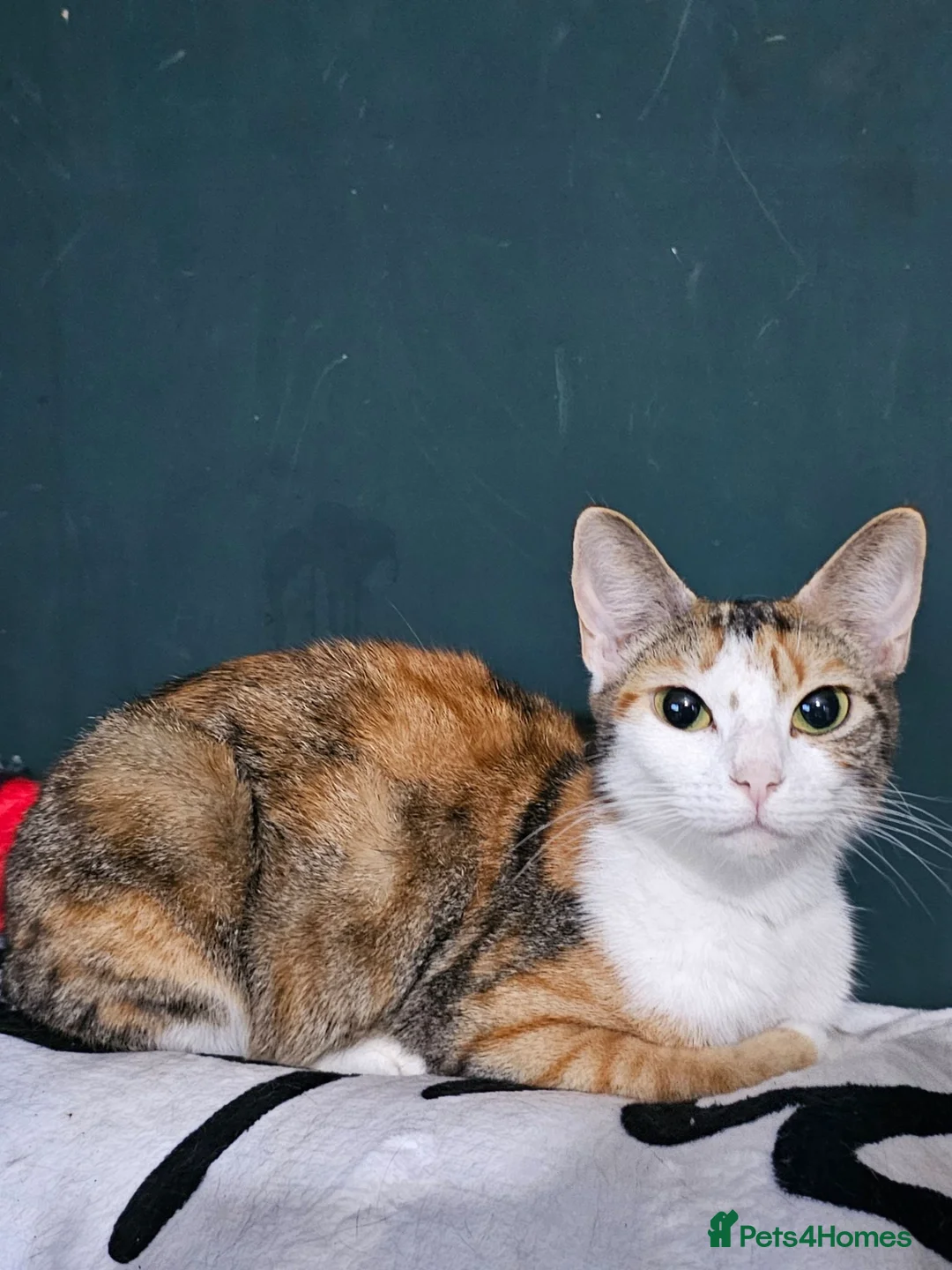 Mixed Breed cats for sale: 4 adorable female kittens for sale  - Advert 2