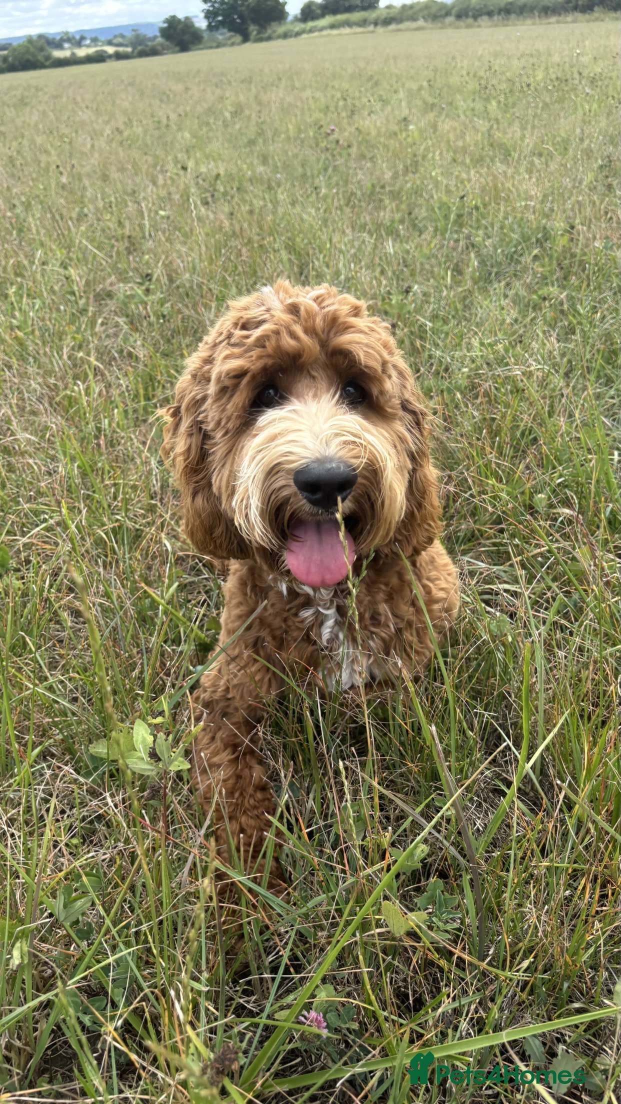 Cockapoo dogs Re homing  in Melksham - Advert 1