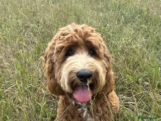 Cockapoo dogs Re homing in Melksham - Advert 1