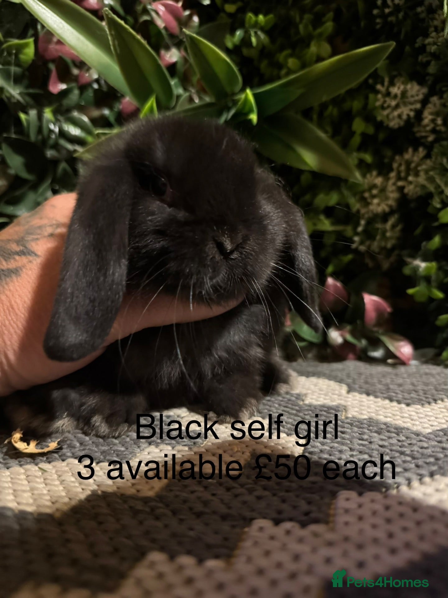 Mini Lop rabbits Superb pure bred mini lops available  - Advert 2