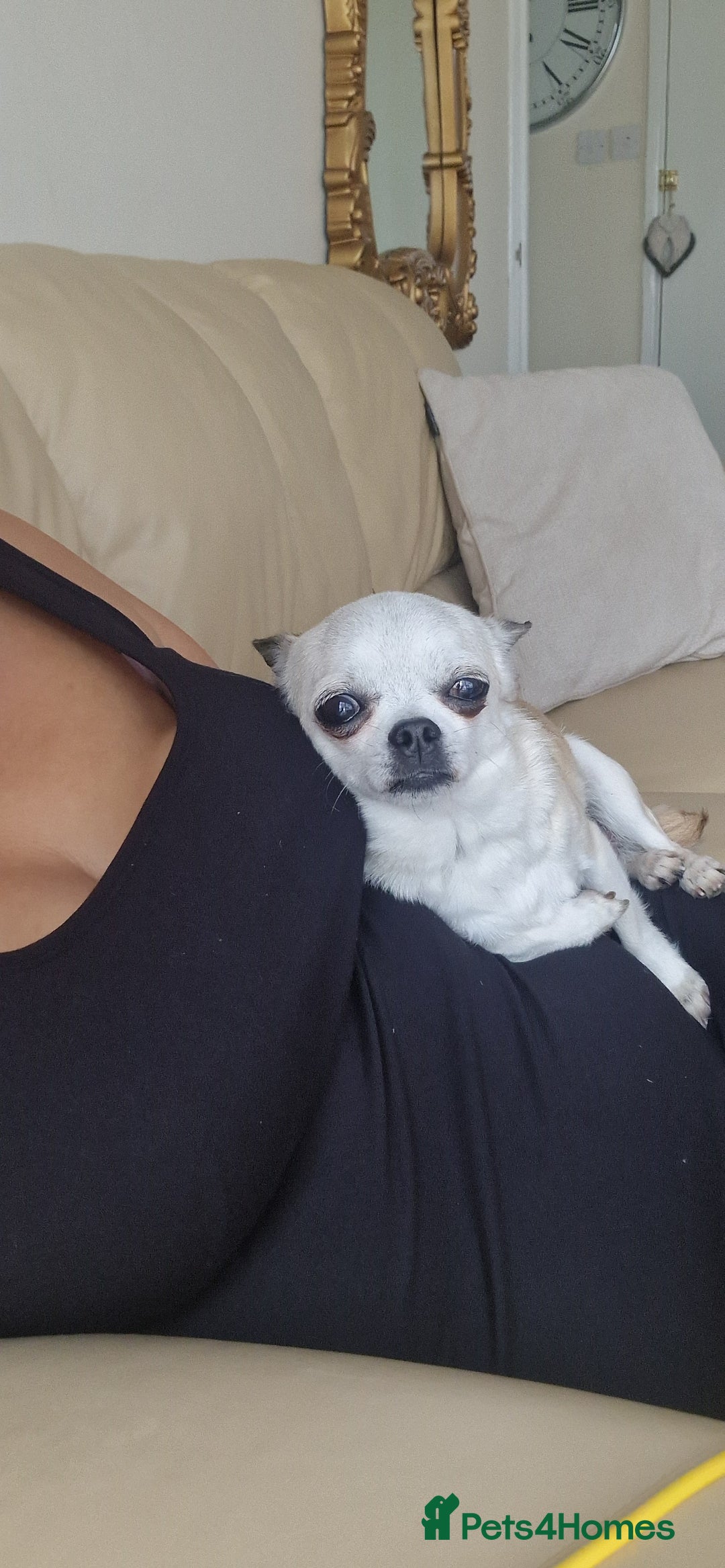 Chihuahua dogs for sale: Tiny chihuahua  - Image 2