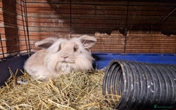 Mini Lion Lop rabbits for sale: Super floofy gorgeous golden lion lop boy - Image 1