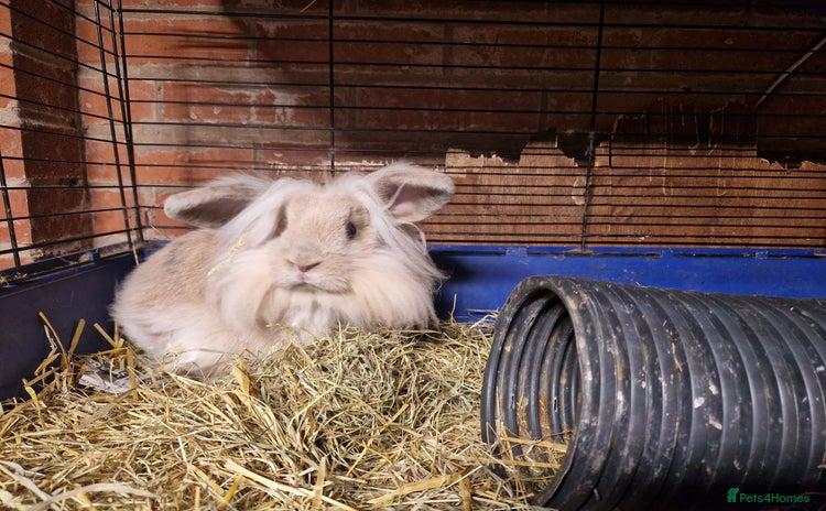 Mini Lion Lop rabbits - Advert 4