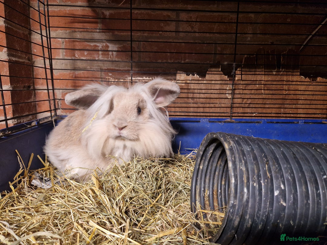 Mini Lion Lop rabbits for sale: Super floofy gorgeous golden lion lop boy - Image 1