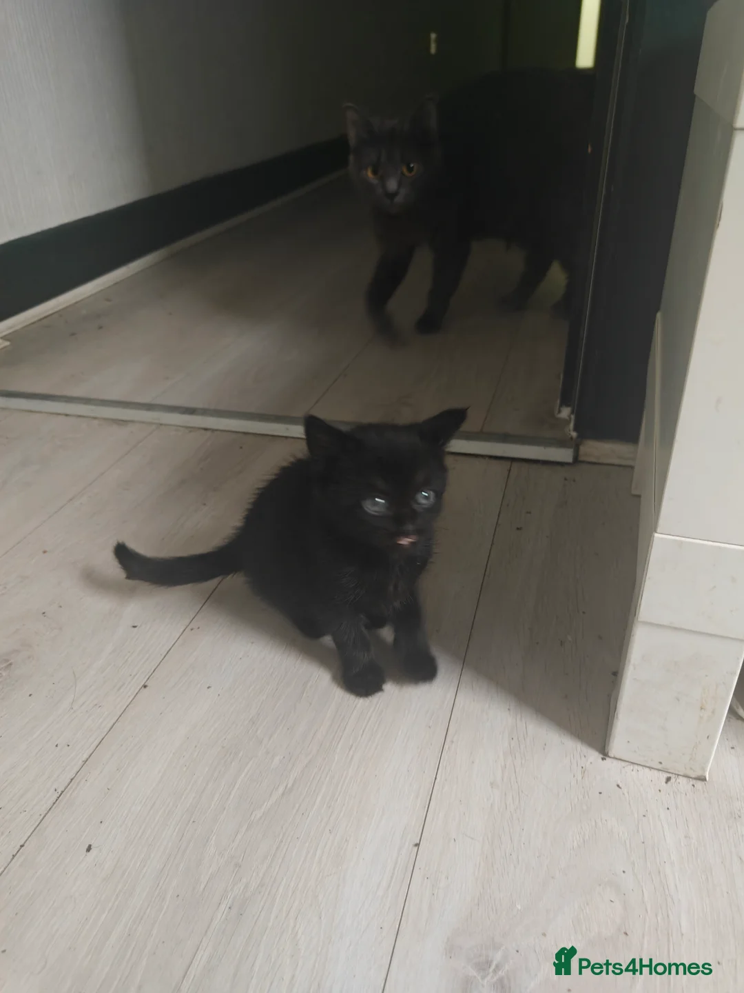 Mixed Breed cats for sale: 4Kittens  - Advert 6