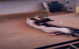 American Shorthair cats for sale: Angel  - Image 5