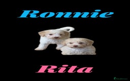 Cavapoo dogs for sale: One Cavapoo x poodle girl ready to go!!! - Image 3
