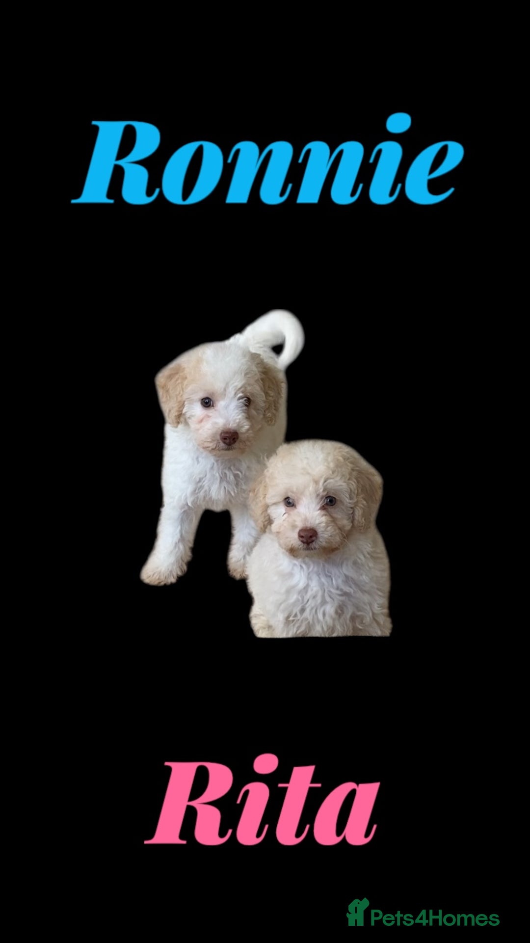 Cavapoo dogs for sale: One Cavapoo x poodle girl ready to go!!! - Image 3