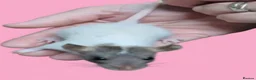 Rat rodents for sale: Fancy rats, fancy mice and harvest mice - Advert 10