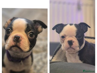 Boston Terrier dogs KC boston terriers puppies. Wildax bloodline - Advert 3