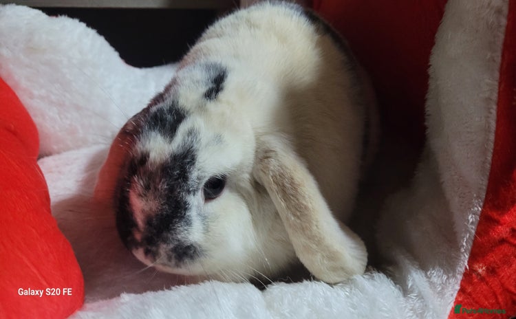 Mini Lop rabbits Mini lops rehome - Advert 1