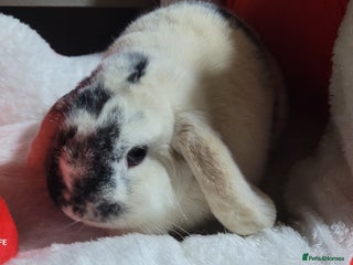 Mini Lop rabbits Mini lops rehome - Advert 6