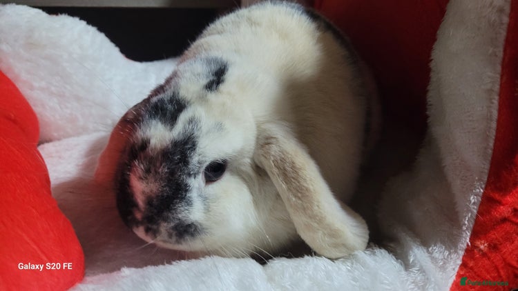 Mini Lop rabbits Mini lops rehome - Advert 2