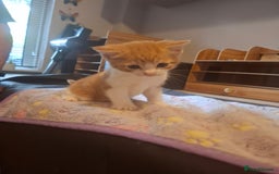 Mixed Breed cats for sale: Brown kitten avaliable.ready 16th August  - Image 22
