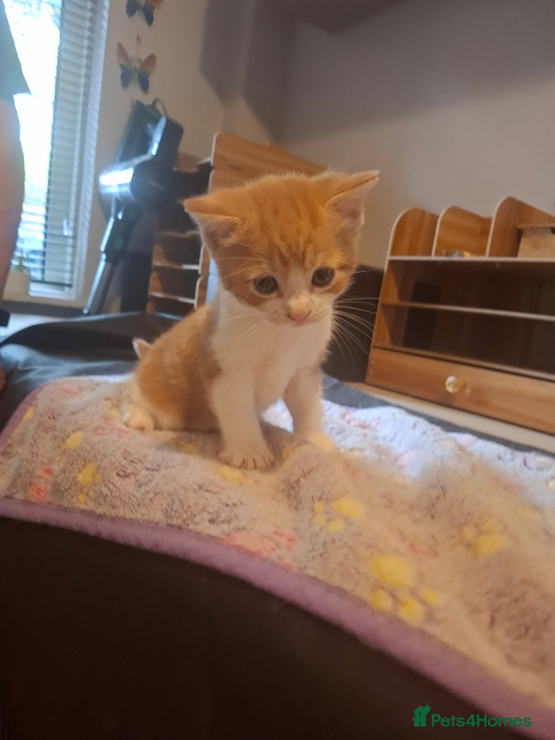 Mixed Breed cats for sale: Brown kitten avaliable.ready 16th August  - Image 22
