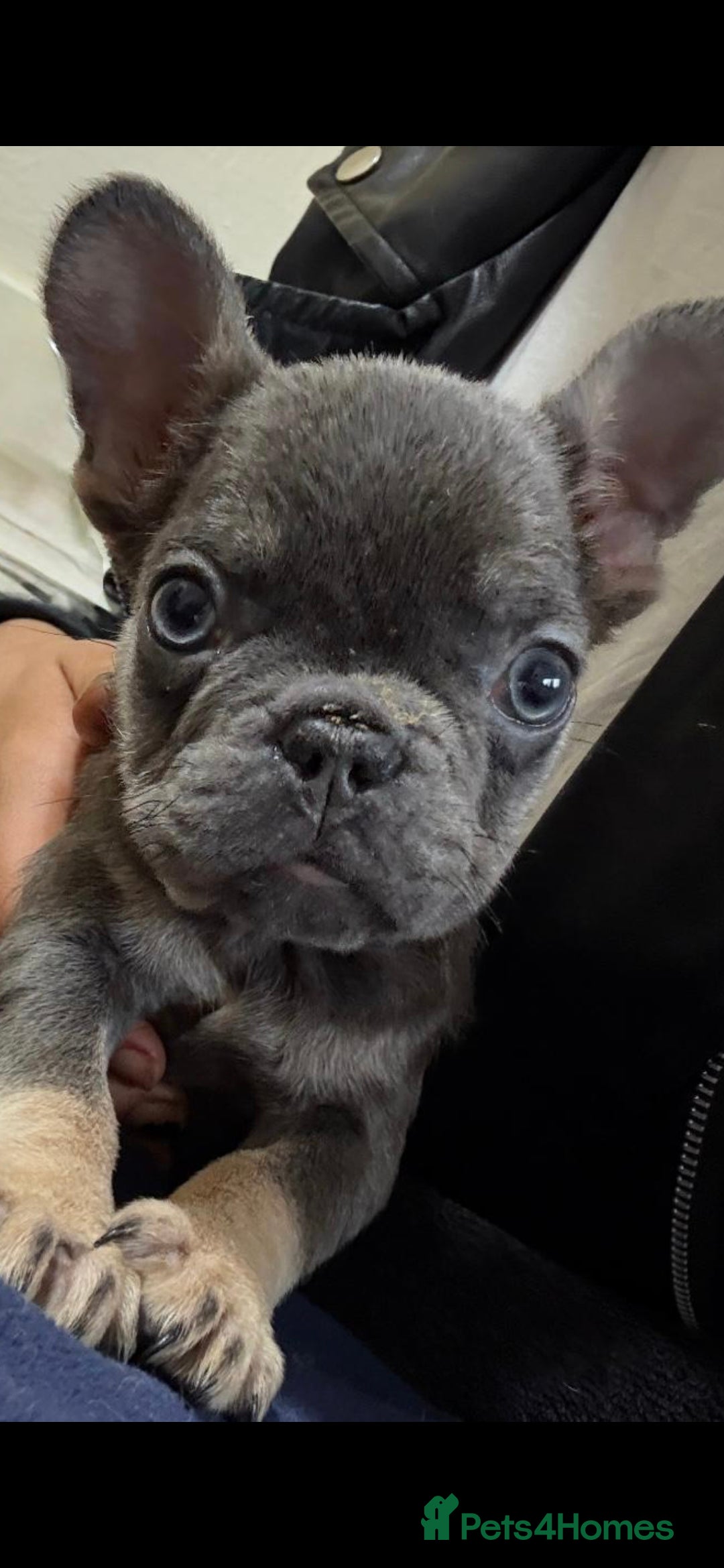 French Bulldog dogs for sale: Beautiful French bulldog puppies  - Advert 15