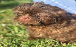 Shih Tzu dogs for sale: Shihtzus chocolates 5* pups  in Telford - Image 1