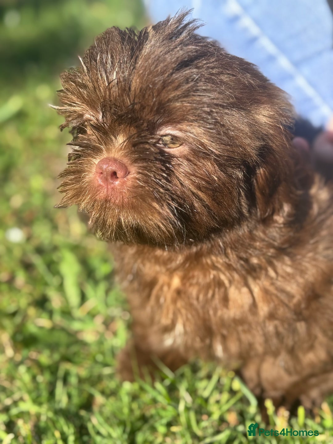 Shih Tzu dogs for sale: Shihtzus chocolates 5* pups  in Telford - Image 1
