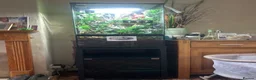 Gecko reptiles for sale: Male cream harlequin crested gecko an setup - Advert 3