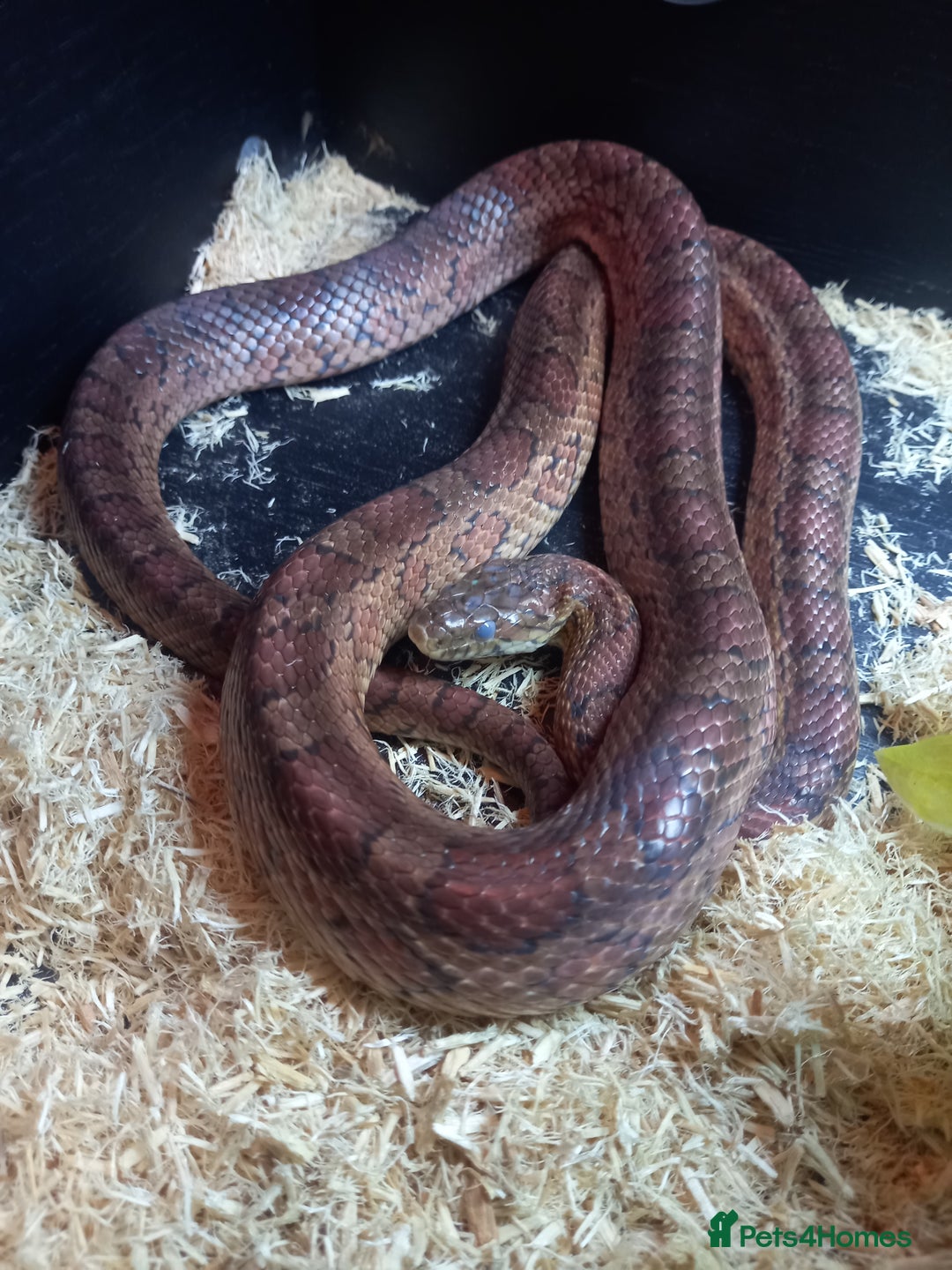 Corn Snake reptiles for sale: Cornsnake for sale  - Image 4