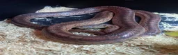 Corn Snake reptiles for sale: Cornsnake for sale  - Advert 4