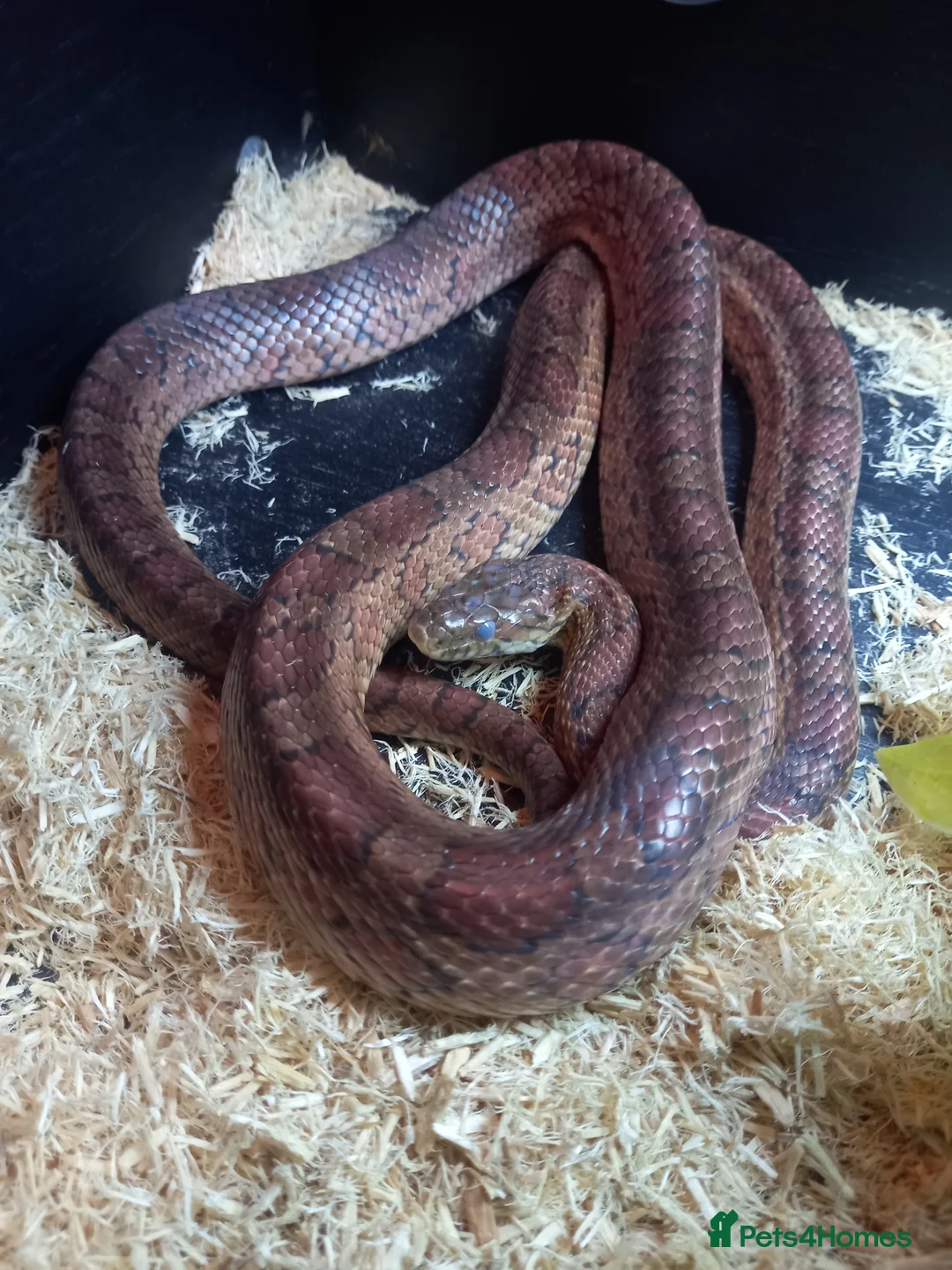 Corn Snake reptiles for sale: Cornsnake for sale  - Advert 4